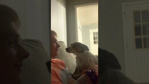 Dog can't stop staring at her boyfriend