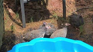 Guinea fowl keets 10 weeks old