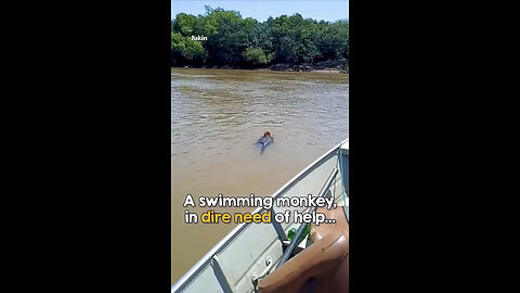 Helping the Swimming monkey