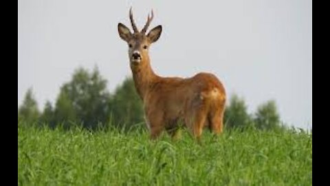 three roe deer in the summer