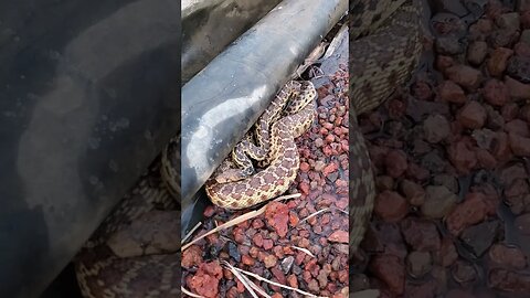 Gopher snake chilling in bog filter #shorts