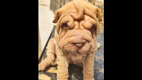 Shar Pei