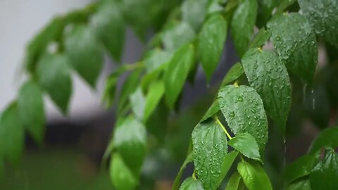 "Relaxing Sounds of Rain Falling on Leaves: Perfect for Sleeping, Studying, and Calming the Mind