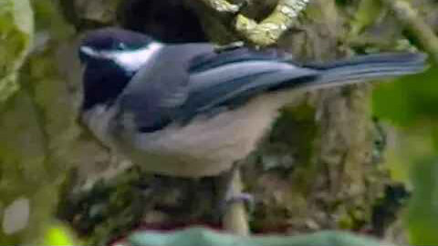 IECV NV #56 - 👀 Black Capped Chickadee 7-2-2014