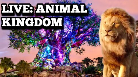 Live: How Busy is Animal Kingdom