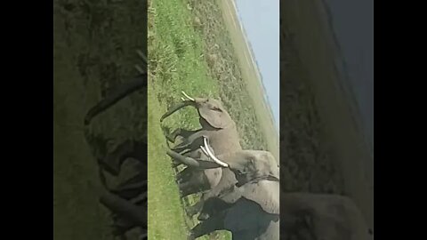 elephant family in amboseli park