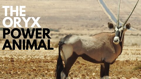 Oryx Power Animal