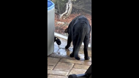 Baby Pool Playtime #ASMR #MarcoIsland #BlackCat #mywalksinparadise #4K