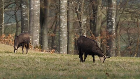 "Chamois: Masters of the Mountain Terrain"