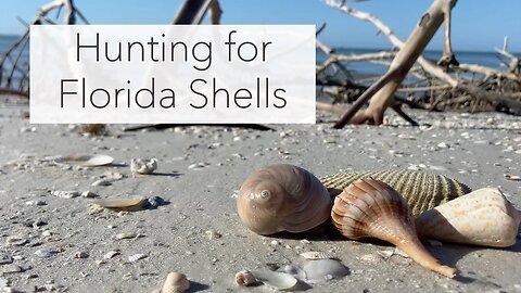 Florida Shell Tour at Low Tide. 3 Islands - One Awesome Tour Finding Shells