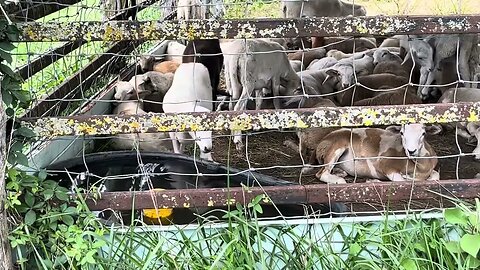 Sheep seedstock sale day at Green Pastures Farm.