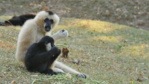 Gibbon Giggle Fest: Hilarious Hijinks Between Adult and Baby Gibbons