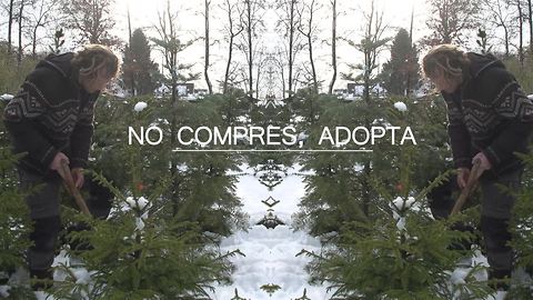 No compres un árbol de Navidad, ¡adóptalo!