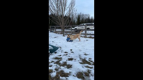 Dog has fun chasing empty gallon water bottle