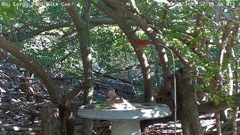 Key Largo - Northern Flicker Bath