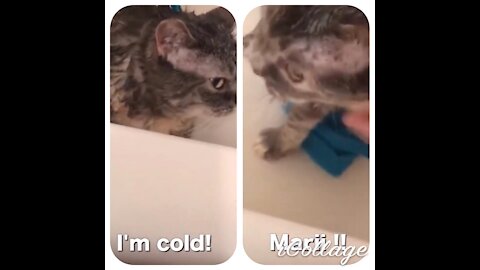 Belle hates bath, talking cat ♥