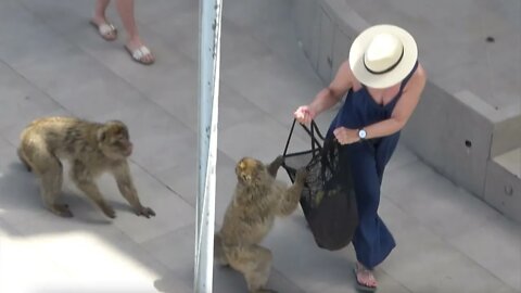 Ataques de monos en la cima de Gibraltar y cómo evitarlos; Sea diligente y manténgase seguro alred