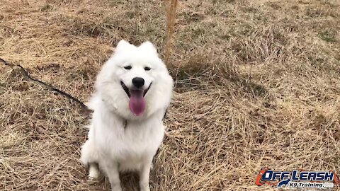 9-Month Old Samoyed, Max | Samoyed Dog Training | SuperDogEPG