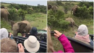 Babyelefant sklir ved siden av turister i Sør-Afrika