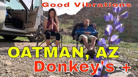 #Donkeys Burro's Eating and Running the Town {Arizona Blooms} Oatman 2023