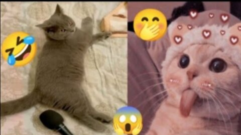 Most Viral Funny Cat Videos 😆😆😄 2021 - Top Funny Cat Videos