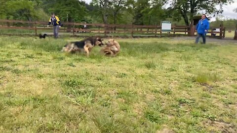 Must Watch >>> German Shepherd Attacks Pitbull in DOG PARK