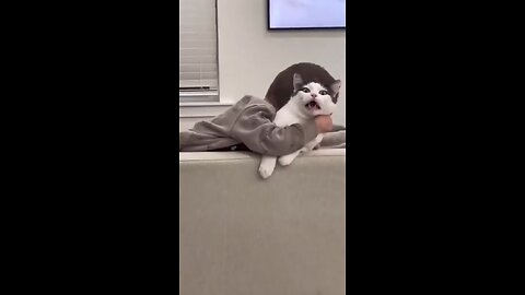 very funny cat and dogs compilation-😂😂😂😂😂😂