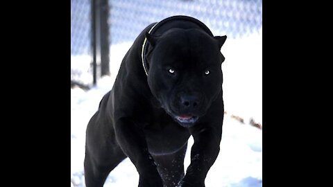 Top Most Aggressive Guard Dogs in the World