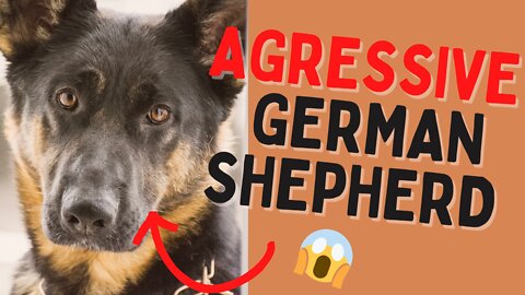 💥 Aggressive German Shepherd attacks trainer 😱 - Dog Training