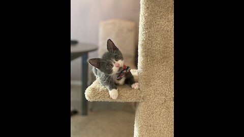 Kitten Fights to Get Bow Tie Off