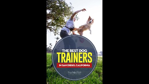 🐕 Basic Dog Training – TOP 10 Essential Commands Every Dog Should Know!