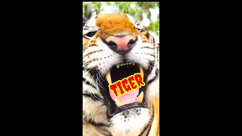 Super Animal 🐅🦁🐫shorts video