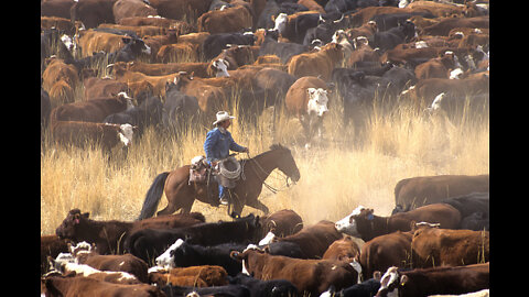 Mass Cattle Deaths Are an ‘Inside Job’ Designed To Cause Food Shortages in America