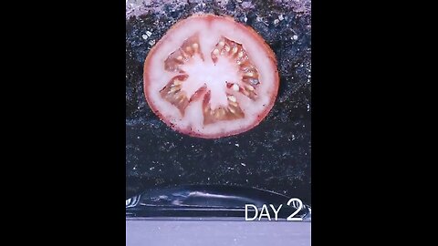 Tomato Time Lapse very Interesting