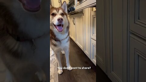 Really Hungry Husky