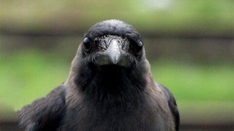 Cute Little Baby Crows Eating and Exploring.