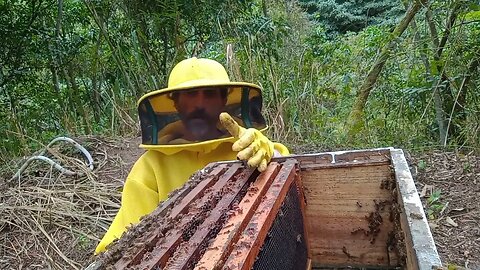 revisão do enxame de 3 cheiro a rainha ta colocando postura