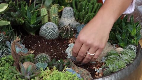 Succulent Treehouse Fairy Garden!