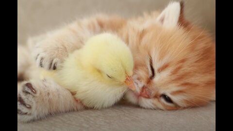 kittens playing with Chick