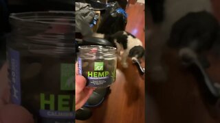 My Dog Likes The Hemp Treats! 🐶