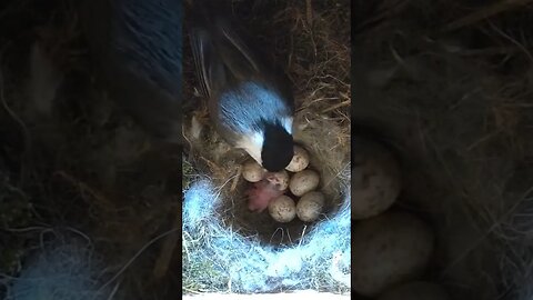 First Hatchling - First Meal - Chickadees #shorts #birds