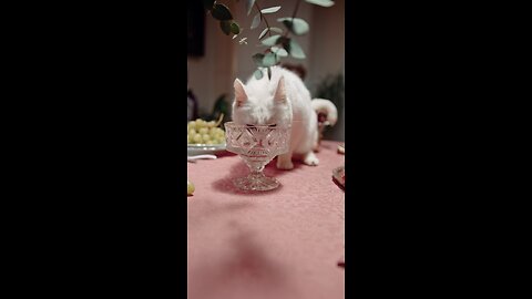 cute cat drinking water