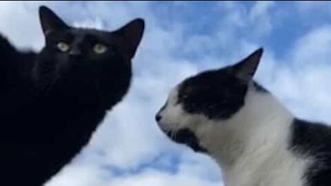 Vídeo inédito mostra conversa entre dois gatos