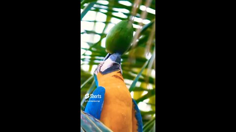 Parrot drinking coconut water breaking on its own