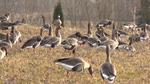 Fearless wild geese.