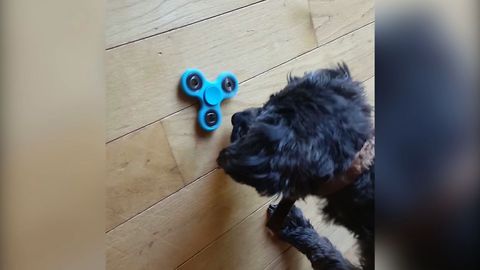 Dog Vs. Fidget Spinner