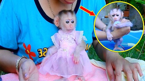 Cutie princess!! Baby Monkey Sara wearing new.pink color dress - Monkey Animals 042