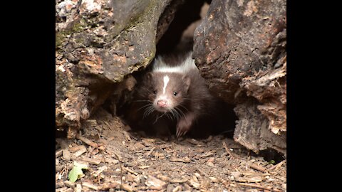 The Best Cutest Baby Skunks Trying To Squirt - Watch Now HD