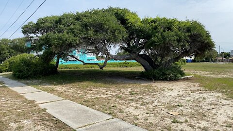 Walk and talk tour of Atlantic Beach, SC