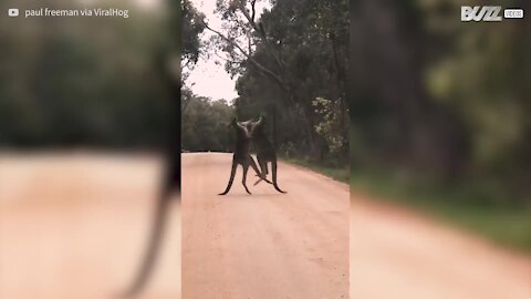 Lotta tra canguri nel bel mezzo della strada